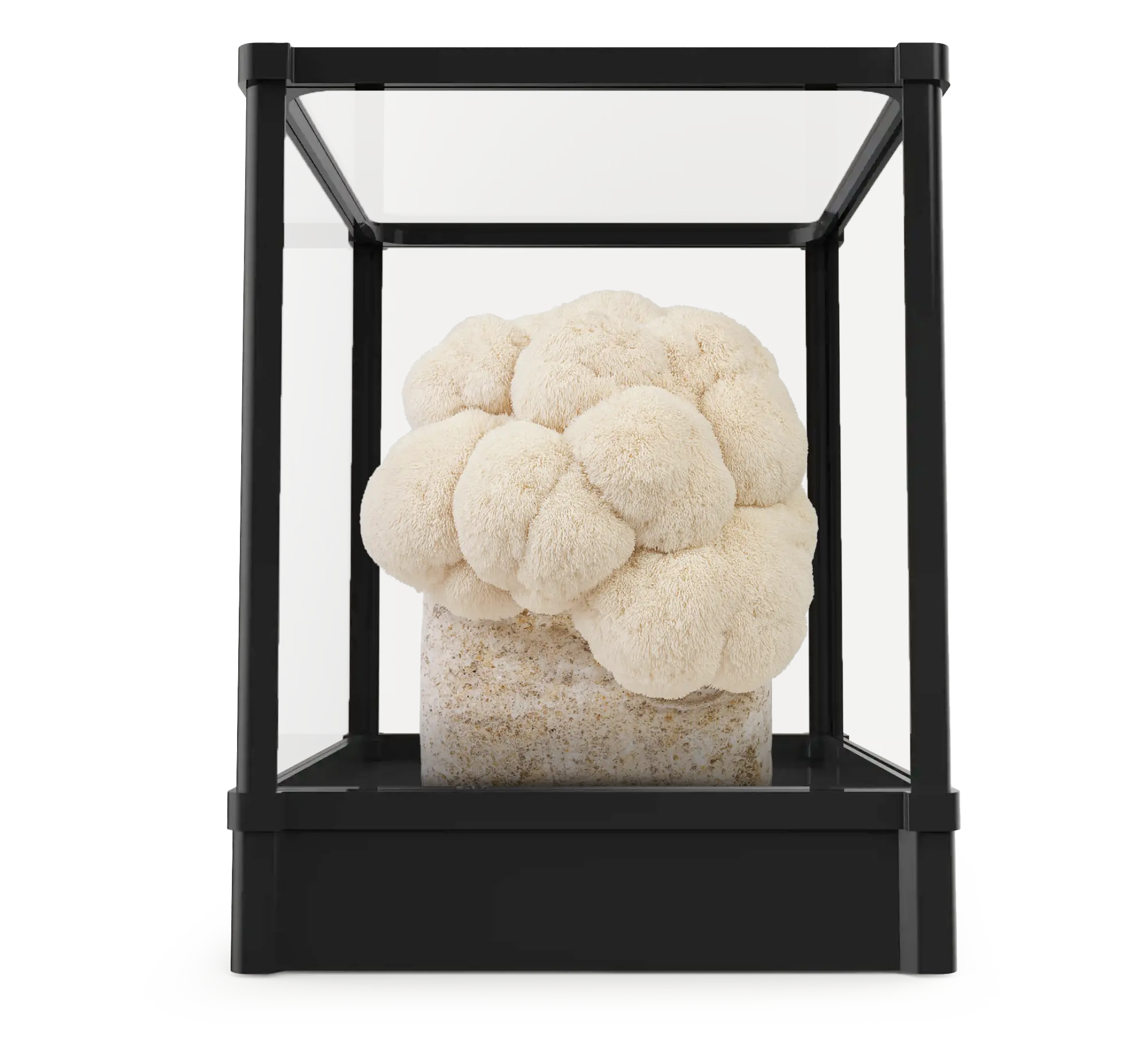 Mushroom Grow Kits