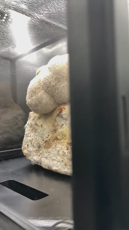 Smart Mushroom Grow Kit